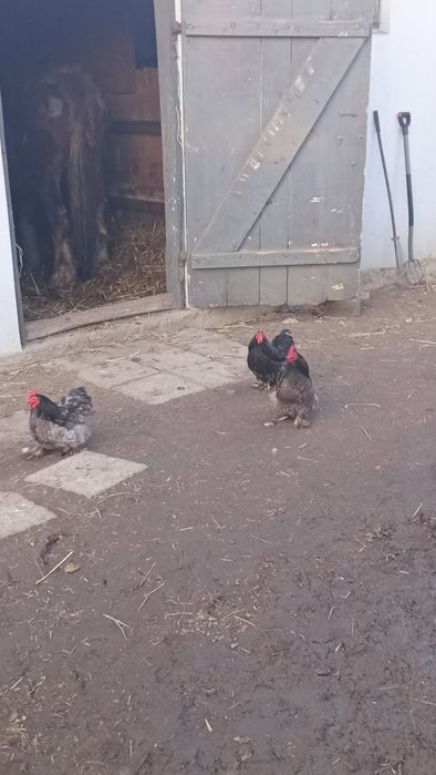 Sprzedam koguty kochima