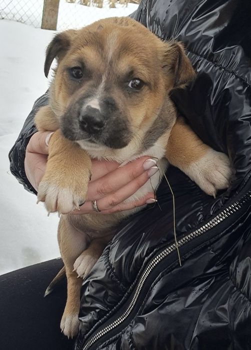 Маленька дівчинка-щеня шукає дім