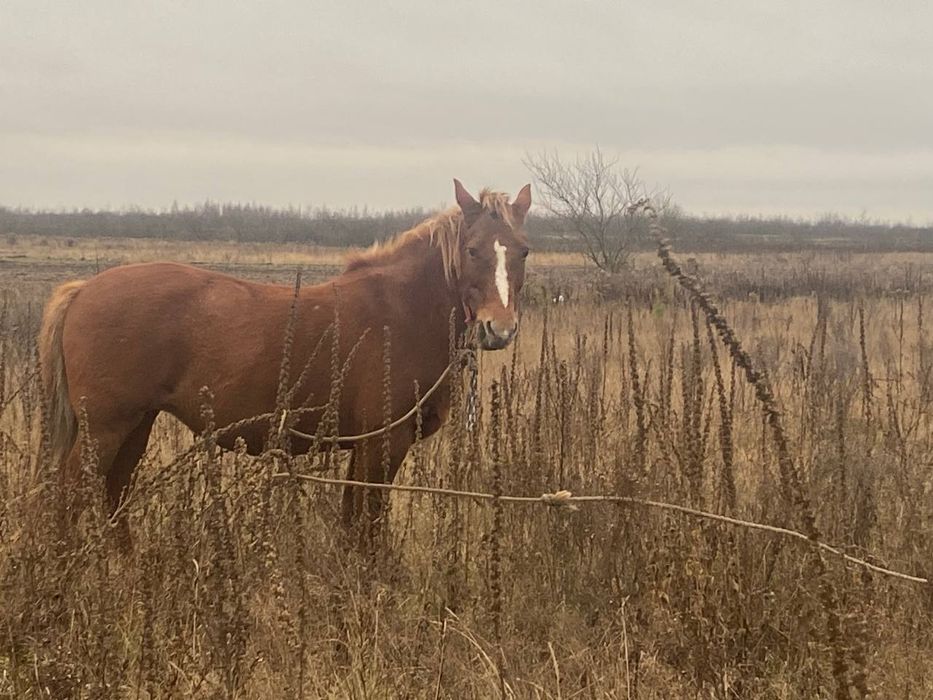 Продається робоча кобила