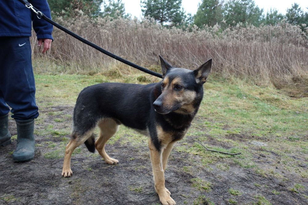 Oddam psa stróżującego w dobre ręce