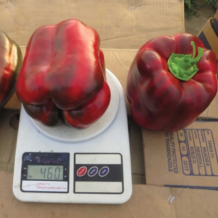 Насіння перцю ВАНГАРД F1 VANGARD F1 Семена Переца