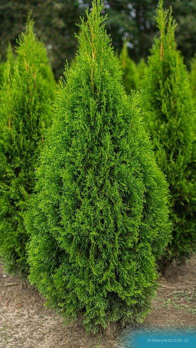 Thuja Szmaragd 220-240 cm