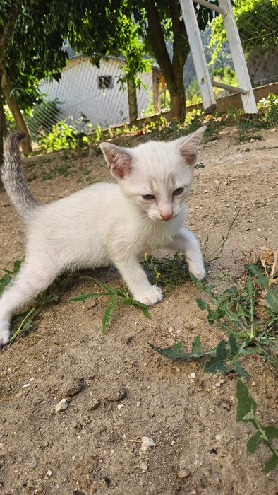 Doam-se Gatinhos de 2 meses