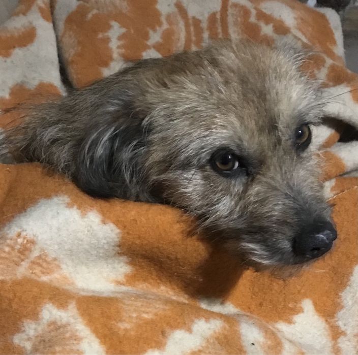 Бездомный малыш ищет родной дом