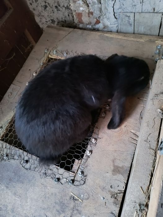 Króliki barany francuskie