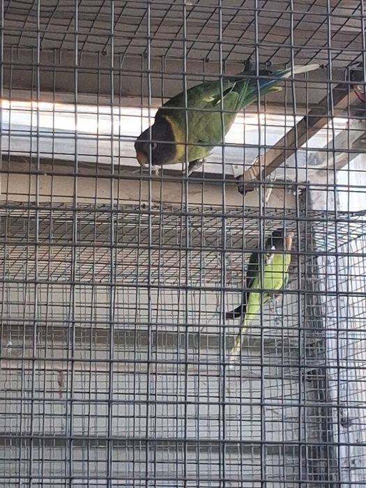 Aves adultas para ceder