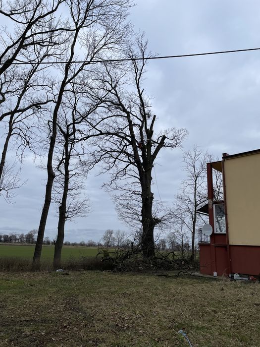 Wycinka oraz pielęgnacja drzew/ frezowanie pni