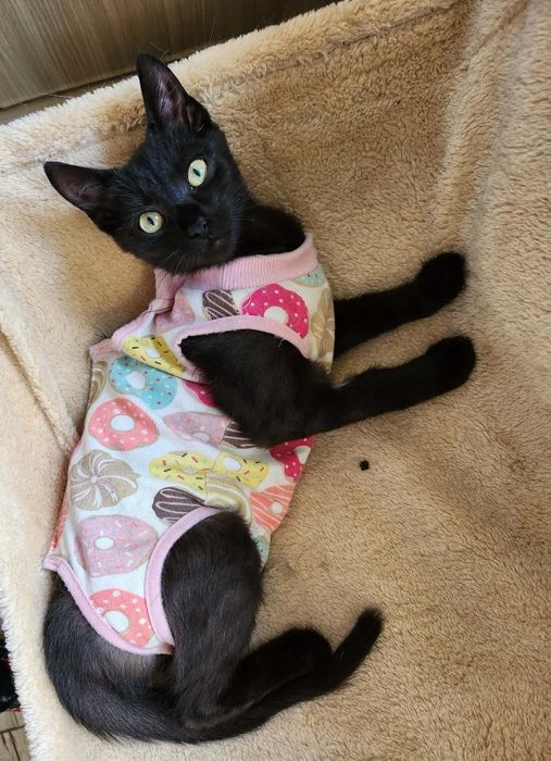 Merry szuka dobrego domu.