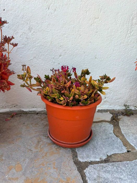 Vasos Grandes Plantas Variadas