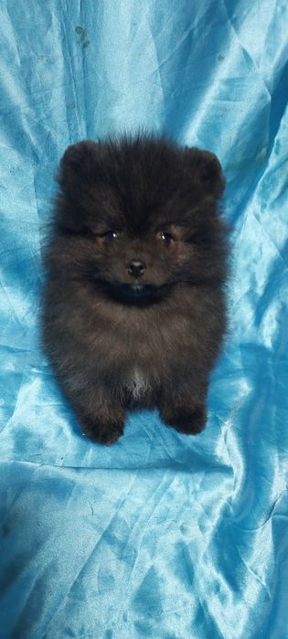 Дівчинка Померанского Шпіца чорний з білим.