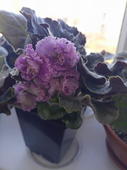 сортові сенполії  фиалки