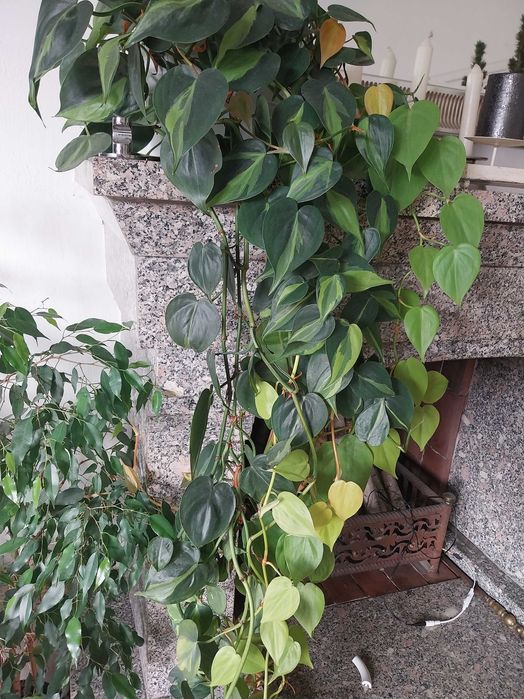 Philodendron scandens 'Brasil' Filodendron + variegata 1,5m długość
