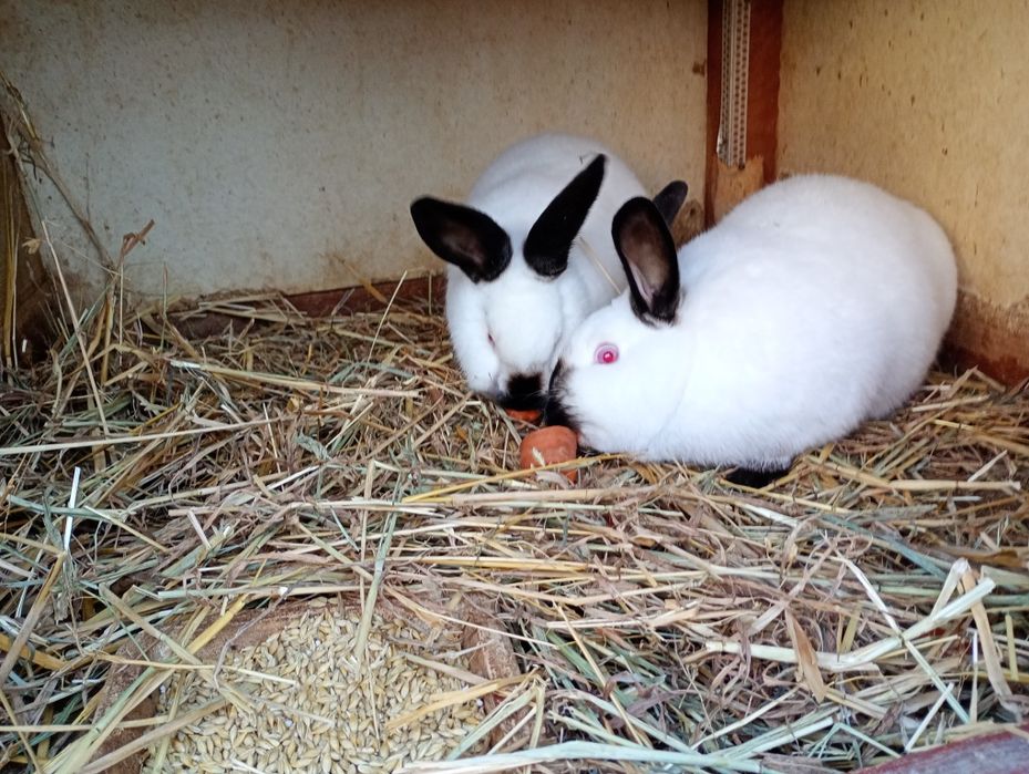 Kroliki Kalifornijskie