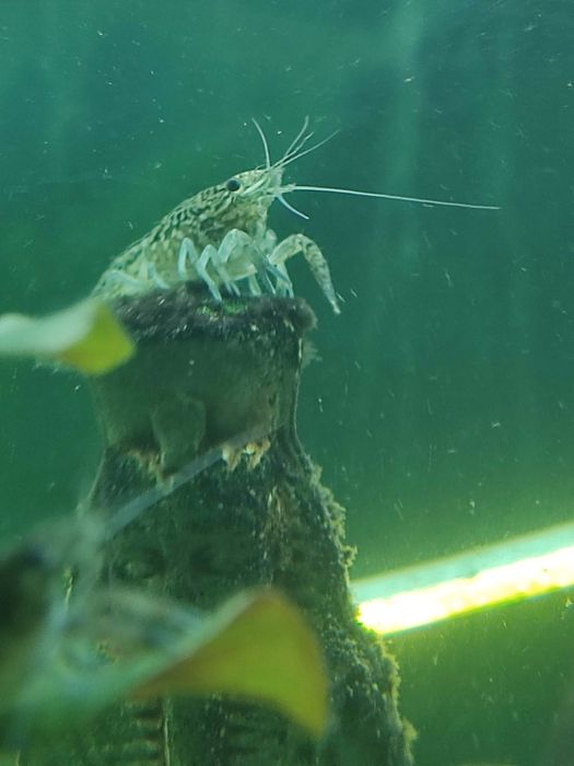 Аквариумные мраморные раки