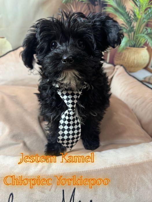 Yorkiepoo  pudel & york maltipoo