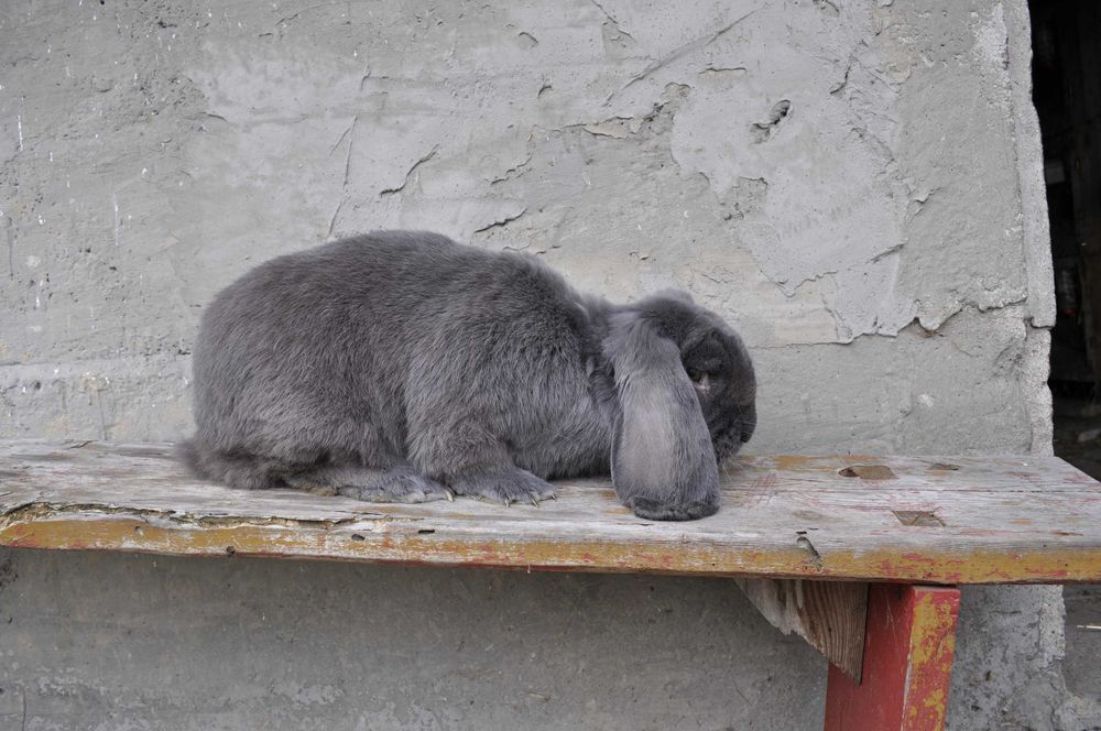 Barany Francuskie Samce