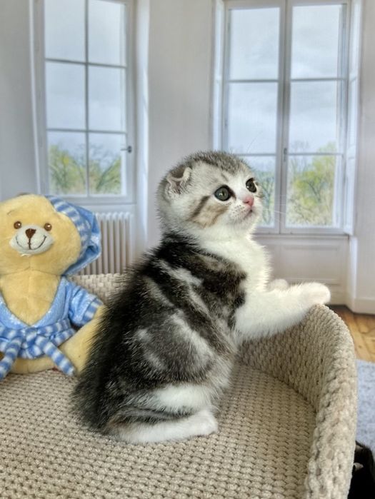 Шотландський висловухий малюк 2 міс.