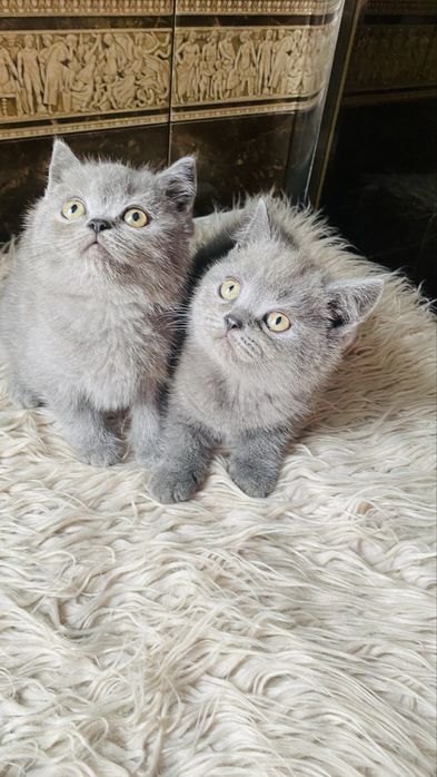 Шотландські плюшеві котики