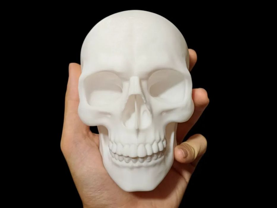 Human Skull for Pranks