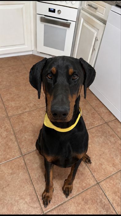 Doberman muito Dócil