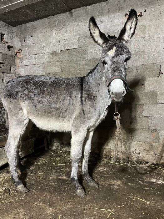 Burro com 7 meses