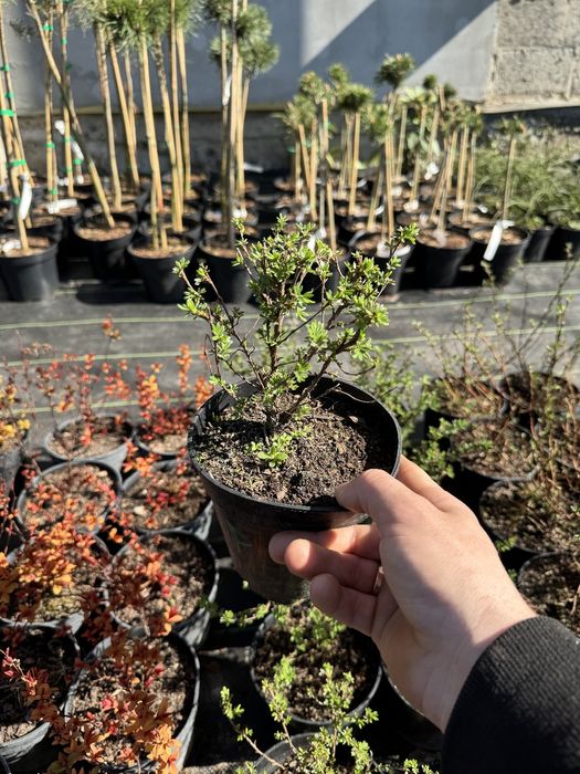 Лапчатка рожева та жовта