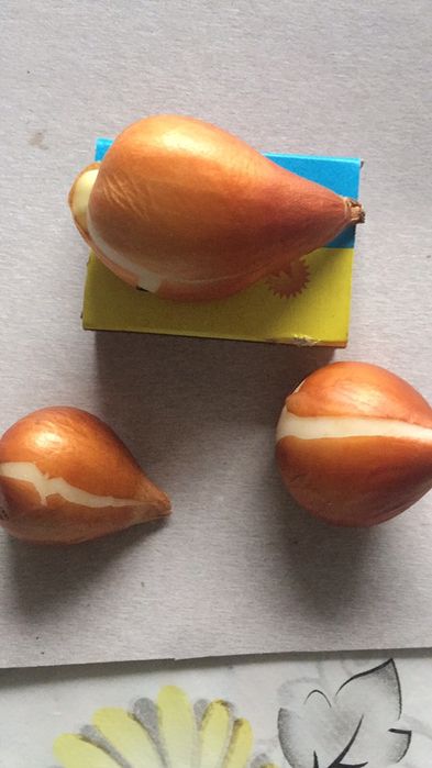 Цибулини тюльпанів , багаторічна лаванда (30-50 гр кущі)