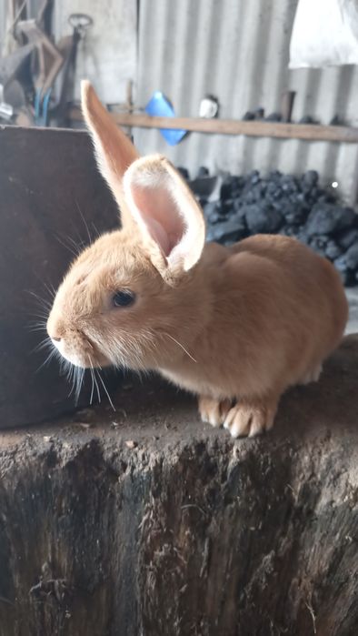 Продам кроликів бургунців