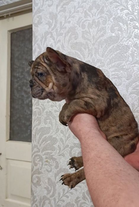 Вони(хлопці) просто неймовірно шикарної якості.