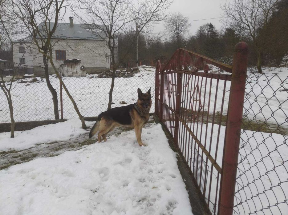 Німецька Вівчарка  кобель злучка в'язка