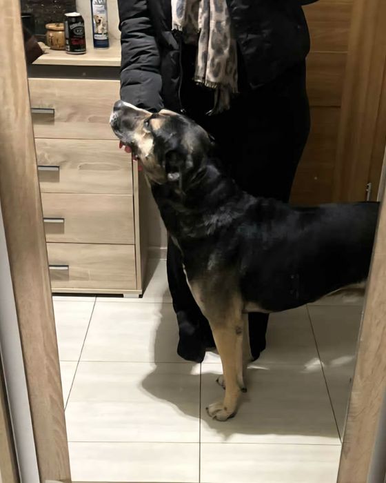 Pogrążony w smutku pies szuka swego miejsca na ziemi