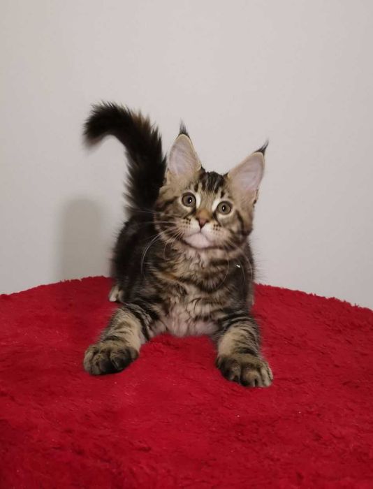 Мальчик котенок породы чаузи