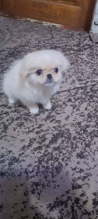 Гарненька дівчинка шукає родину