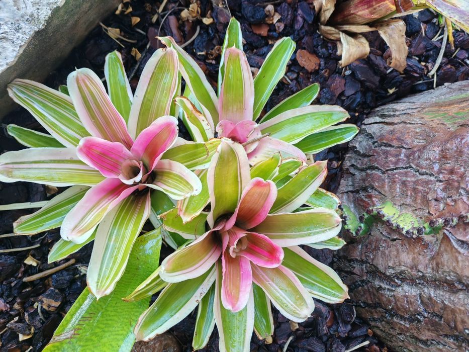 Váriadade de bromelias