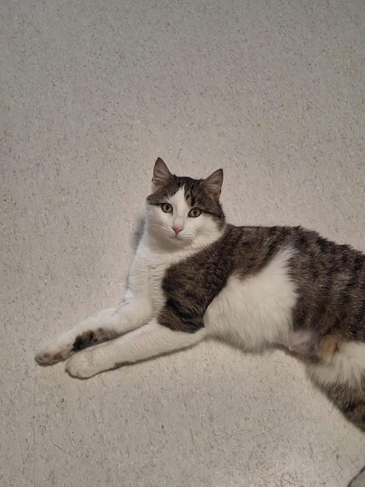 Zbyszek to bardzo kontaktowy kocurek