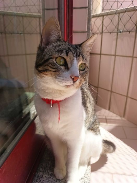Gata para adoção responsável