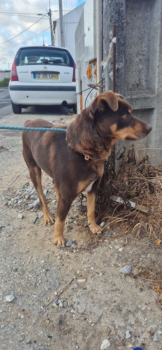 Dou cão meigo e brincalhão a precisar de uma nova casa