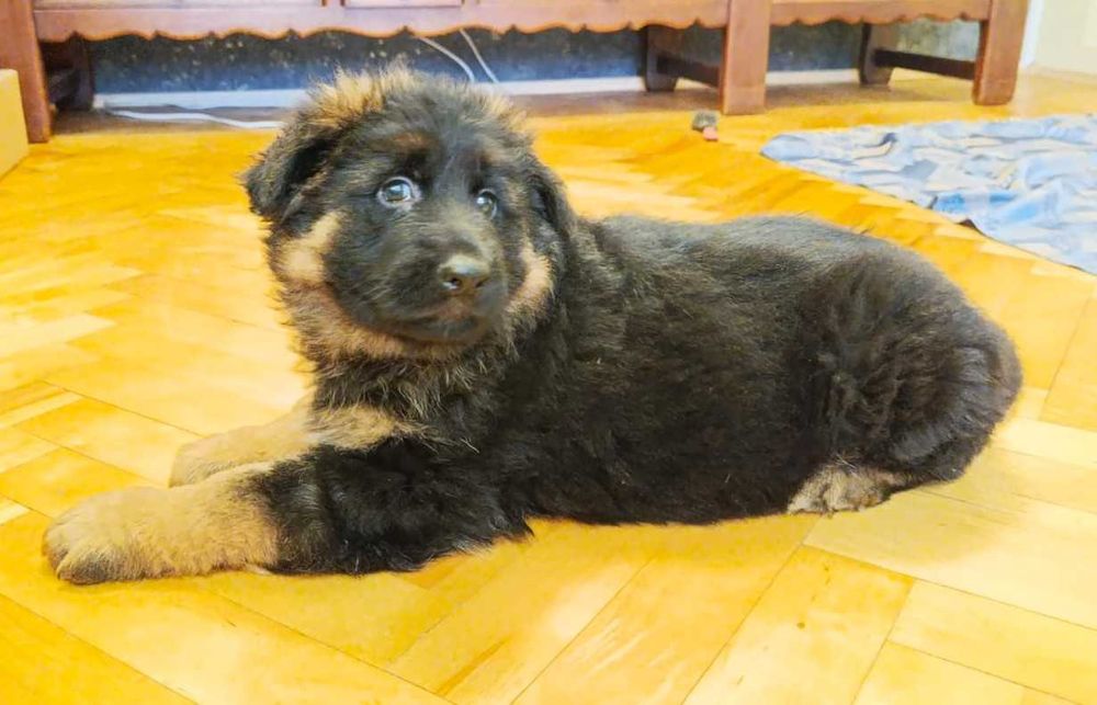 Owczarek niemiecki FCI długowłosy