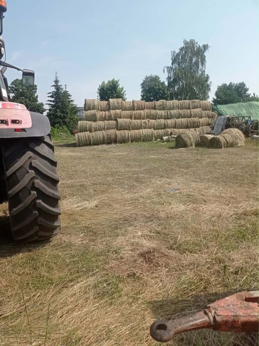 Siano belki 120 cm z tego roku