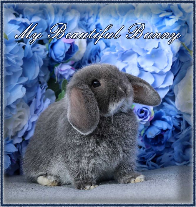 Piękny Królik Mini Lop - Blue Otter