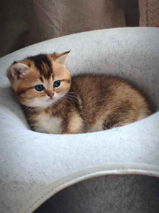 Британський котик. Кошеня золота шиншила