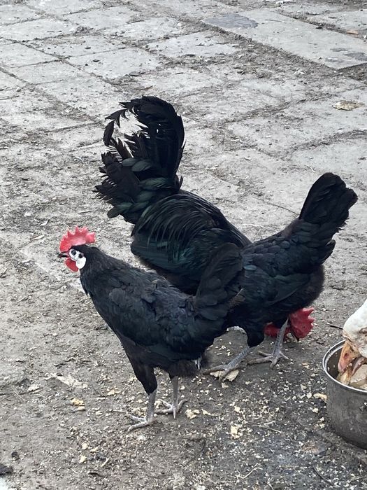Tottleger westfalski i Hiszpanka białolica jaja lęgowe