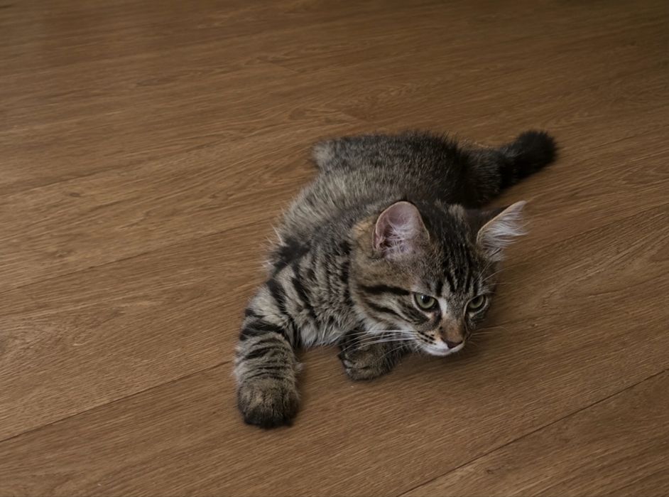 Маленький котик шукає сімʼю