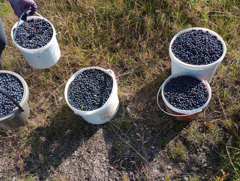 Jagoda leśna  słodka borówka