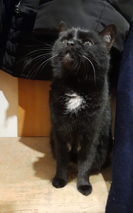 Віддамо в добрі руки