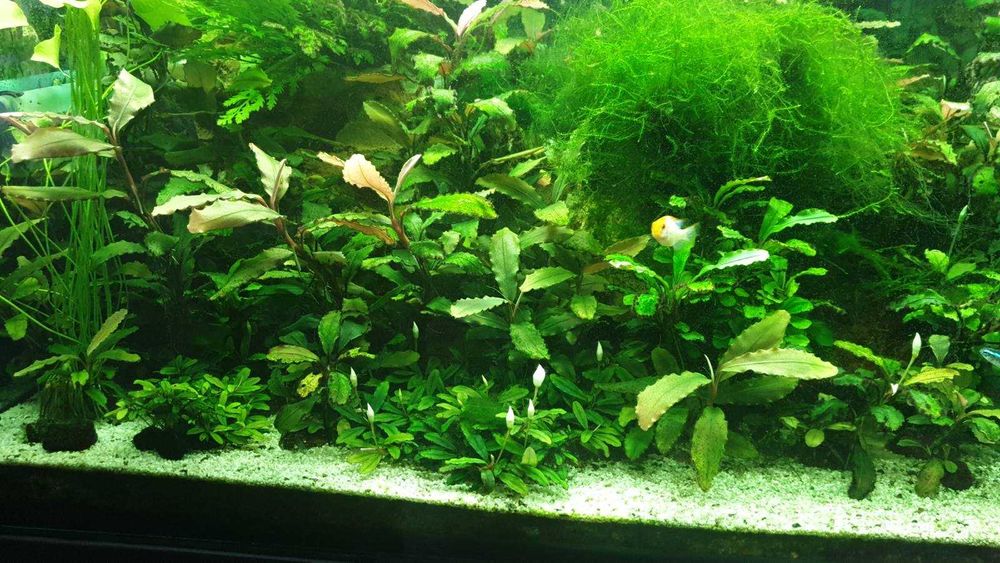 растения ,рыбки, рослини,  рибки