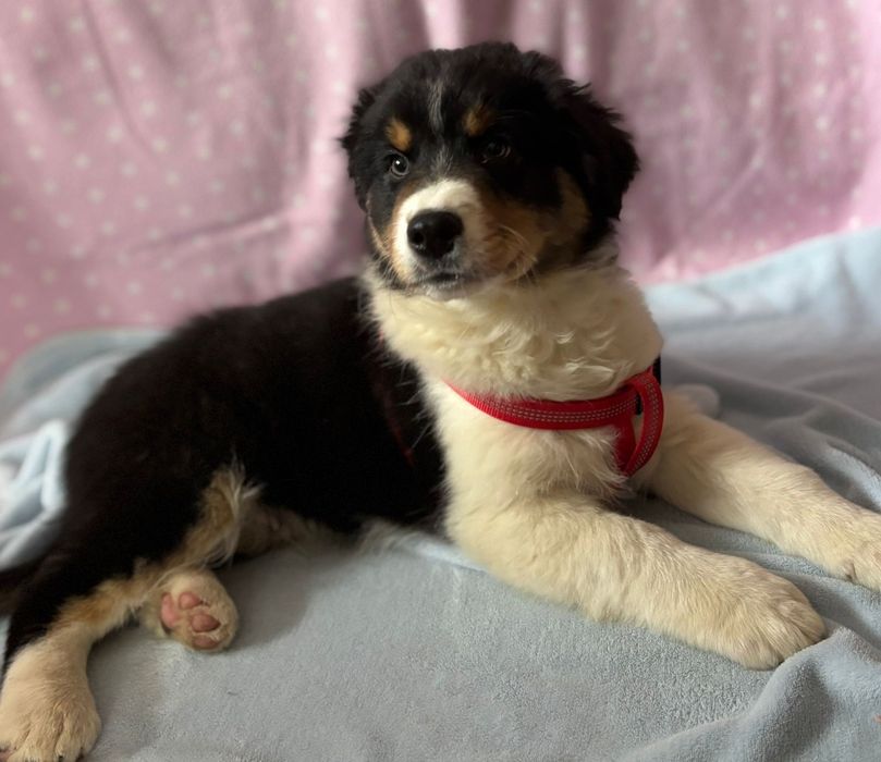 Owczarek Australijski-piesek