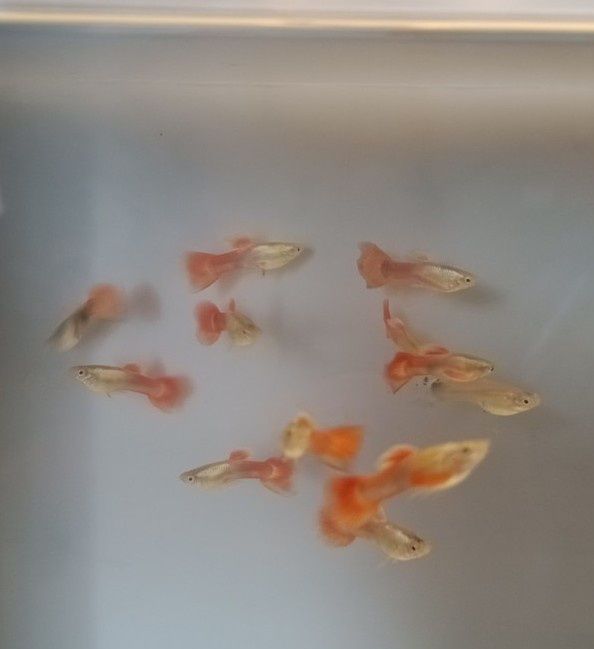 Gupiki Pawie Oko.ORANGE.Młode.