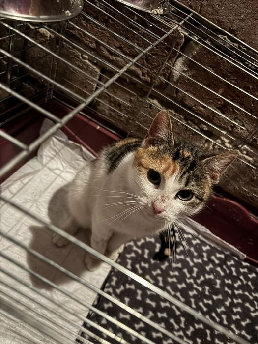 Kot kotek kotka do adopcji