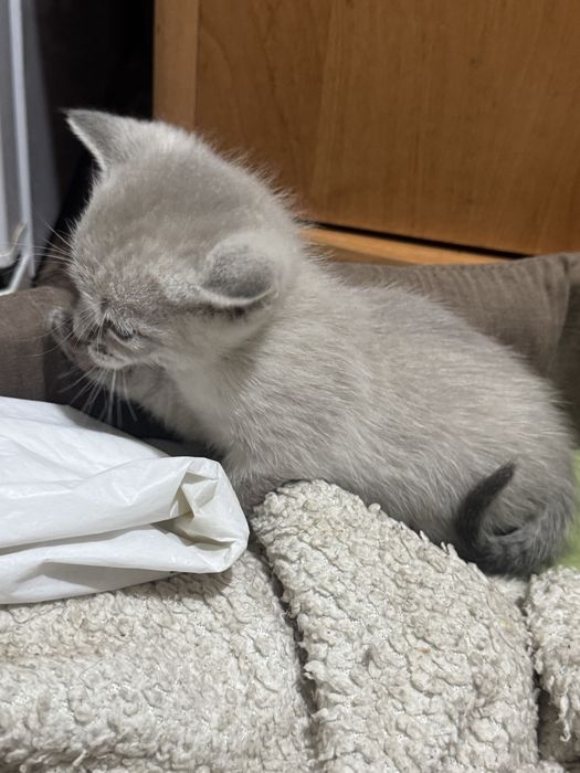 Віддам кошенят в добрі руки